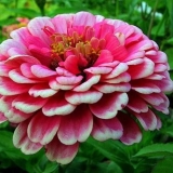 Šta učiniti ako se sadnice cinije ispruže